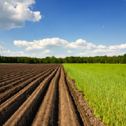 Turf and Turfgrass Management Colleges